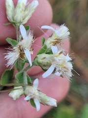 Sericocarpus tortifolius