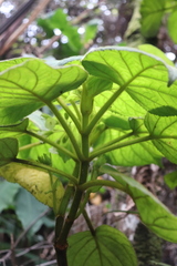 Cyrtandra platyphylla