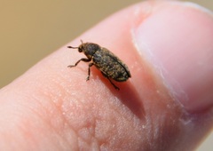 Bangasternus orientalis