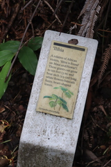 Cyrtandra platyphylla