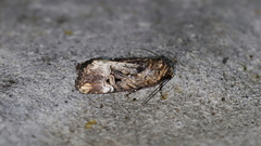 Elaphria chalcedonia