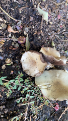 Candolleomyces candolleanus