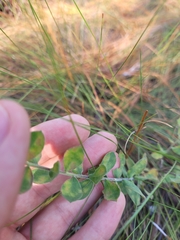 Sericocarpus tortifolius