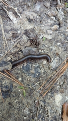 Diplopoda