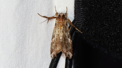 Callopistria floridensis