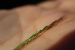 Sporobolus neglectus