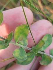 Sericocarpus tortifolius