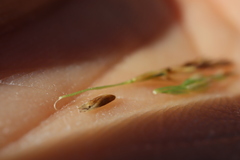 Sporobolus neglectus