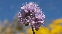 Gilia capitata abrotanifolia