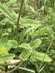 Stachys macraei