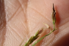 Sporobolus neglectus