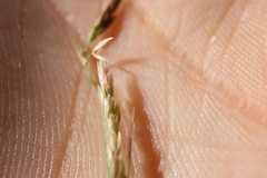 Sporobolus neglectus