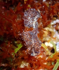 Thysanozoon brocchii