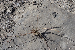 Sporobolus neglectus