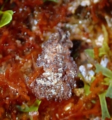 Thysanozoon brocchii