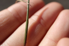 Sporobolus neglectus