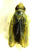 Graphocephala versuta
