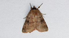 Agnorisma badinodis
