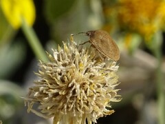 Sphyrocoris obliquus