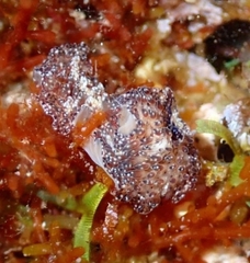 Thysanozoon brocchii