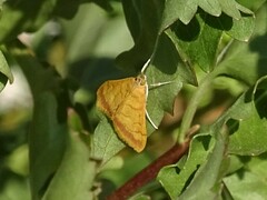 Pyraustini