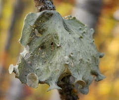 Ramalina sinensis