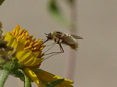 Bombyliinae