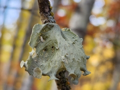 Ramalina sinensis