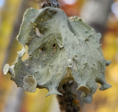 Ramalina sinensis