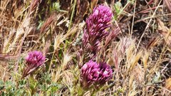 Castilleja exserta exserta