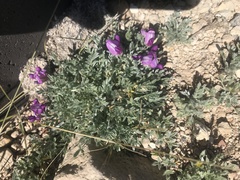 Oxytropis oreophila