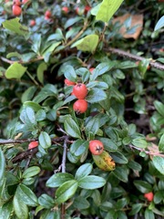 Cotoneaster × suecicus