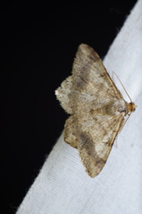 Psamatodes abydata