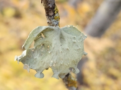Ramalina sinensis