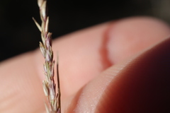 Sporobolus neglectus