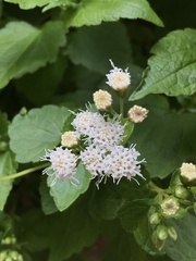 Ageratina glechonophylla