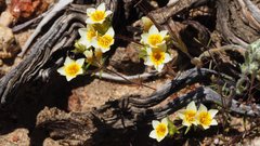 Leptosiphon lemmonii