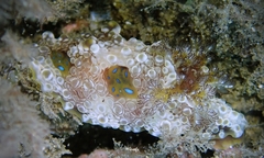 Dendrodoris krusensternii