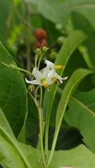 Solanum pubigerum