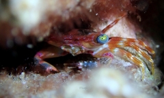 Thalamitoides quadridens