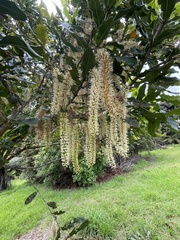 Macadamia integrifolia