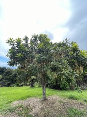 Macadamia integrifolia