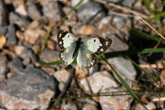 Colias croceus