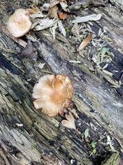 Kuehneromyces mutabilis