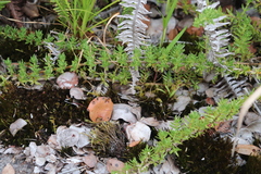 Coprosma ernodeoides