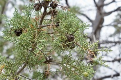 Cupressus arizonica