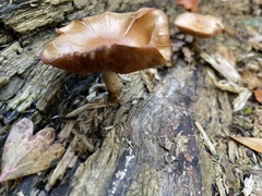 Kuehneromyces mutabilis