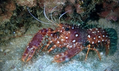 Enoplometopus occidentalis