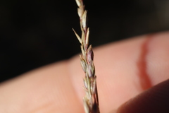 Sporobolus neglectus