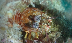 Odontodactylus brevirostris